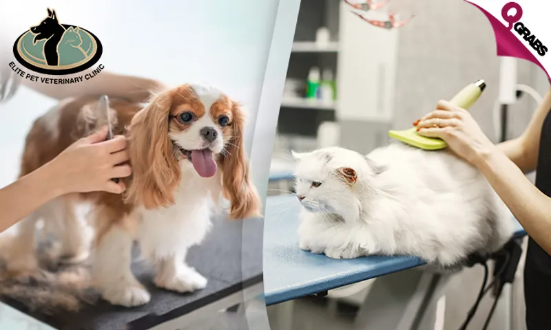 Pet Grooming for Cats & Dogs at Elite Pet Veterinary!